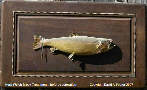 Herb Welch Brook Trout mount before restoration