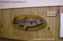 Dave restores L.L. Beanâ€™s Rainbow Trout